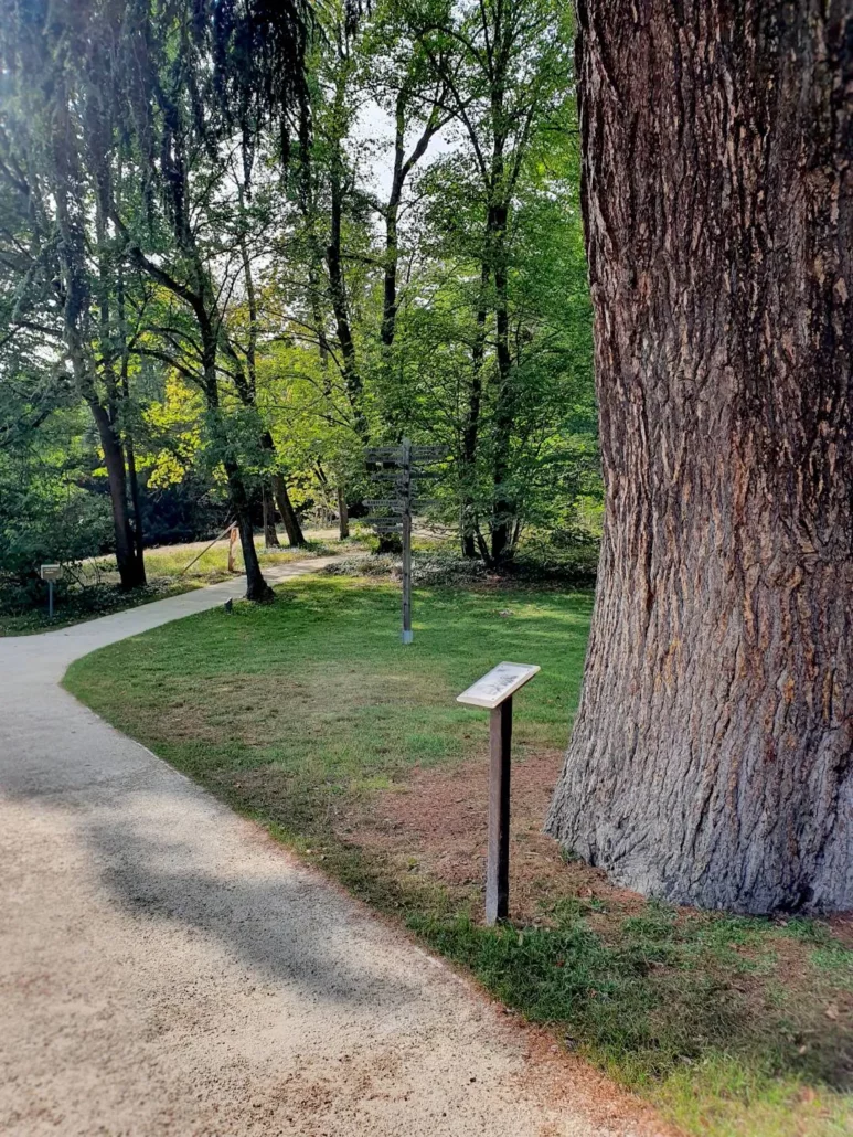 Cèdre du Liban dans le parc de la maison de Chateaubriand